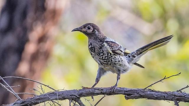 bird standing on a tree branch