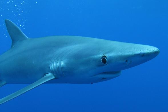 Prionace glauca - Requin bleu / Blue shark