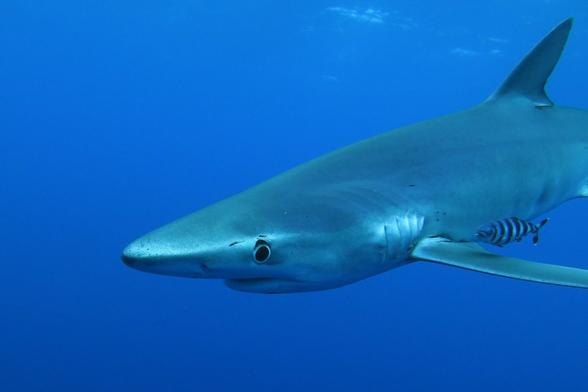 Prionace glauca - Requin bleu / Blue shark