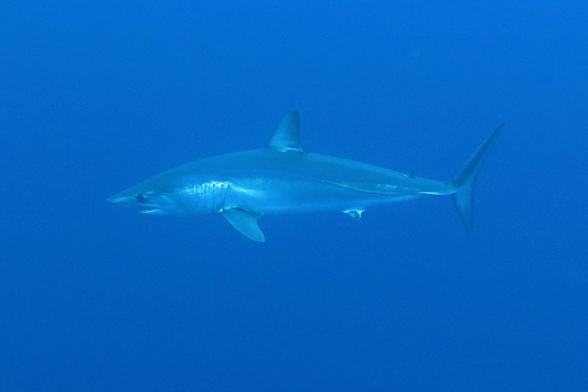 Isurus oxyrinchus - Mako