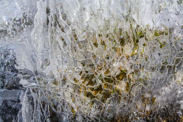 Sunlight on yellowish green moss on a vertical cliff of rock in winter. Instead of forming a sheet, ice freezes outward in honeycomb shaped patterns, framing the moss in inch deep cubicles.