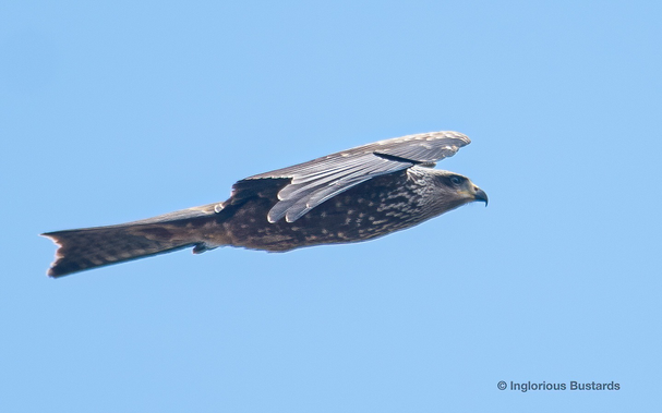 Black Kite ©️ Inglorious Bustards