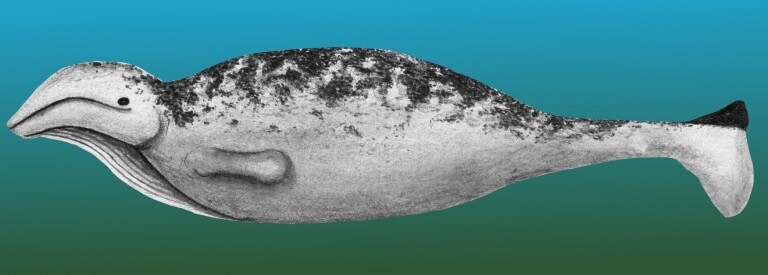 A bad reconstruction of the Pygmy Right Whale as a manatee-like creature. In reality, it looks quite “normal”