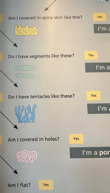 Am i covered in spiny skin? Yes! Do i have segments like this? Yes! Do i have tentacles like this? Yes!! Am i covered in holes? Yes!!!! Am i flat? YES