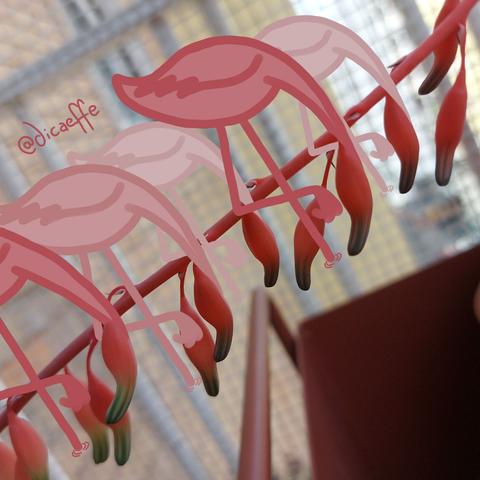 The draw of flamingoes over the photo of flowers of gasteria obtusa
