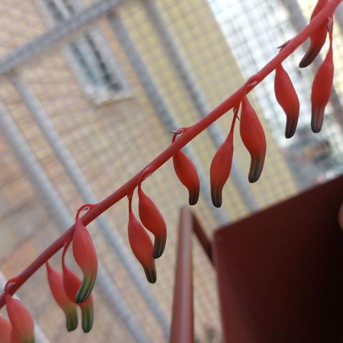 The original photo of flowers of gasteria obtusa