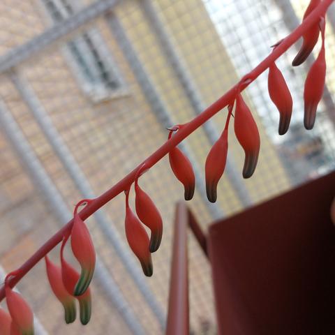 The original photo of flowers of gasteria obtusa