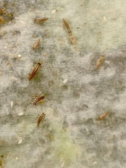 Several lacewing larvas on white  kitchen towel.