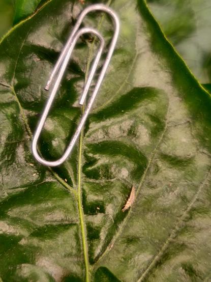 A 1x3mm lacewing larva on a leaf with a paperclip for comparison.