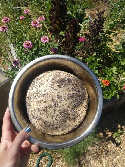 Round loaf of bread with poppyseeds on top, in stainless steel round pan, held by hand in front of blooming zinnia flowers in outdoor garden setting
