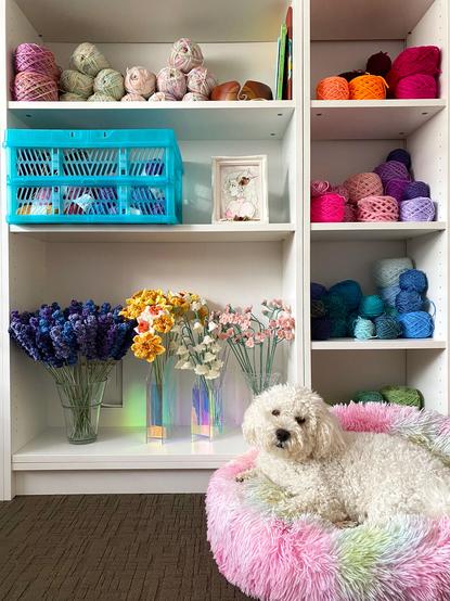 A white fluffy dog lays in a fluffy rainbow bed. In the background, two shelves one full of yarn organised in rainbow order and the other with vases of crochet flowers, more yarn and a blue box of craft supplies.