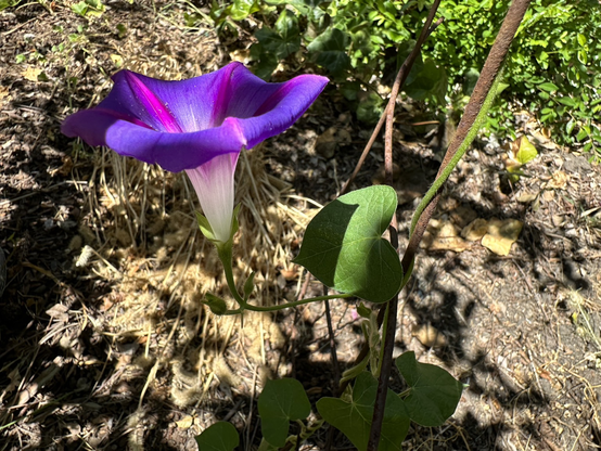 Purple morning glory in early sun.