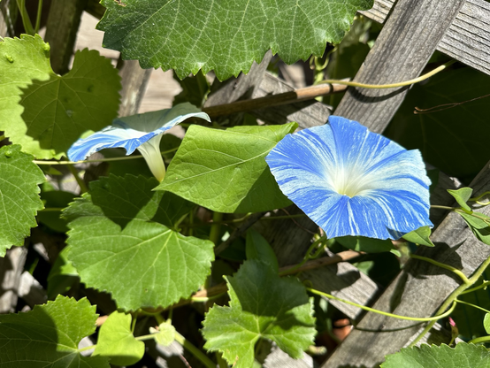 Blue and white morning glory in early sun.
