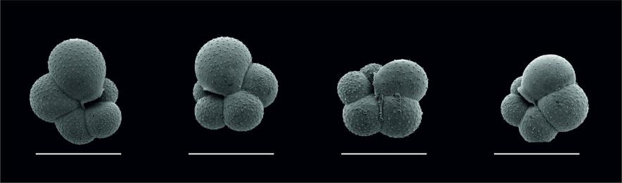Scanning electron microscope images of the planktonic foraminifer Turborotalita quinqueloba.