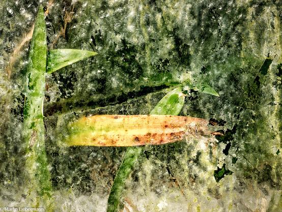 Plant leaves behind a calcium enrusted glass window of a greenhouse, botanical garden of Göttingen