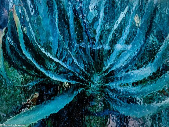 Blueish plant, distorted by the  glass window of a greenhouse, botanical garden of Göttingen