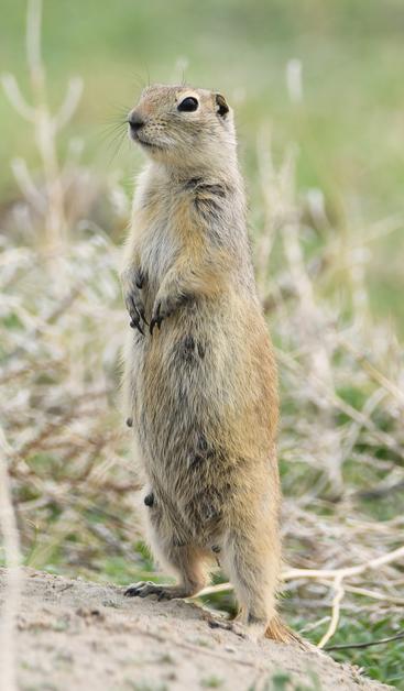A mother gopher stands upright on the lookout for danger
