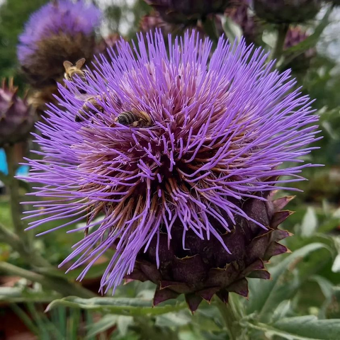 Bienen auf Distel