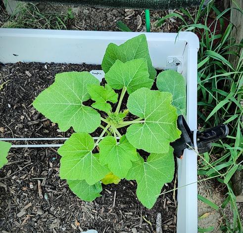 A pumpkin plant in a garden bed.
