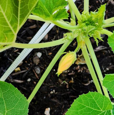 A close up of a pumpkin flower in a garden bed.