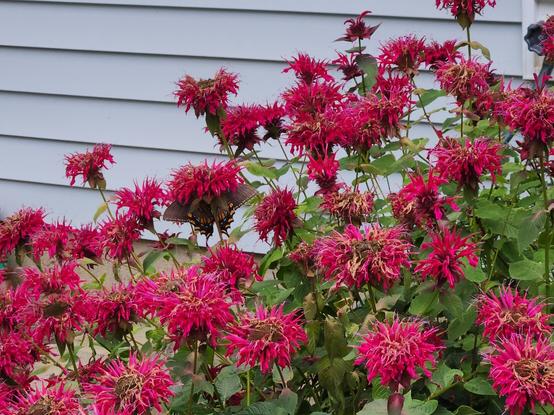 Wide shot of a mostly dark-gray Monarch Butterfly hanging off the underside of a red Bee Balm flower. It's hard to find the butterfly with all the flowers around, but he is in front of the light blue wall, just above the cement section, near the top of all the flowers, and a little to the left of the center of the image.