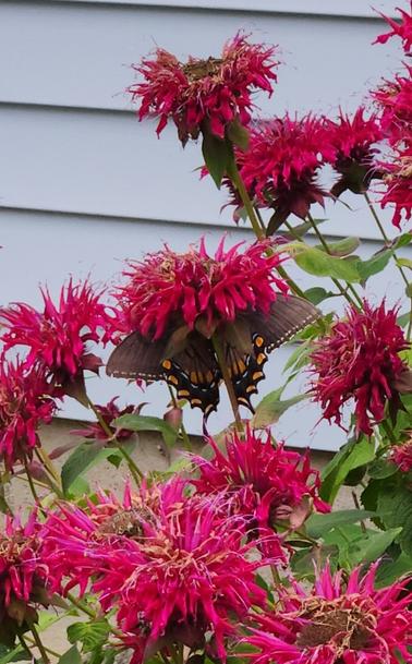 Zoomed-in image of a mostly dark-gray Monarch Butterfly hanging off the underside of a red Bee Balm flower.