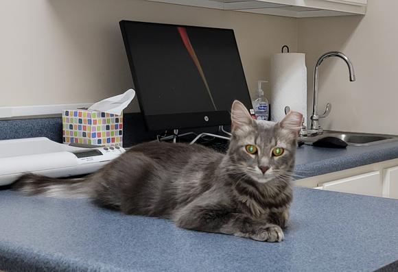 Hamish at his first vet visit