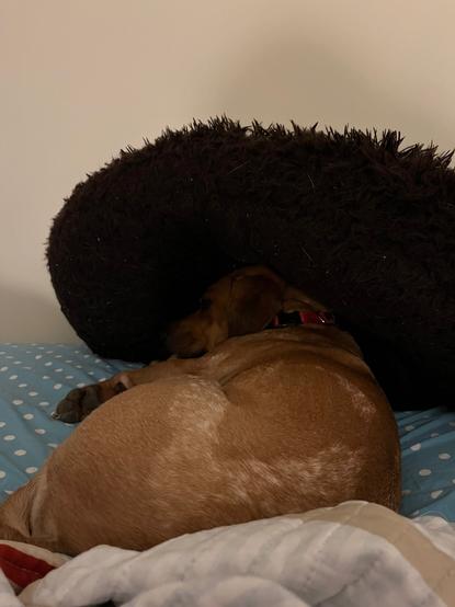 Image shows dog on a human bed hiding under her own dog bed