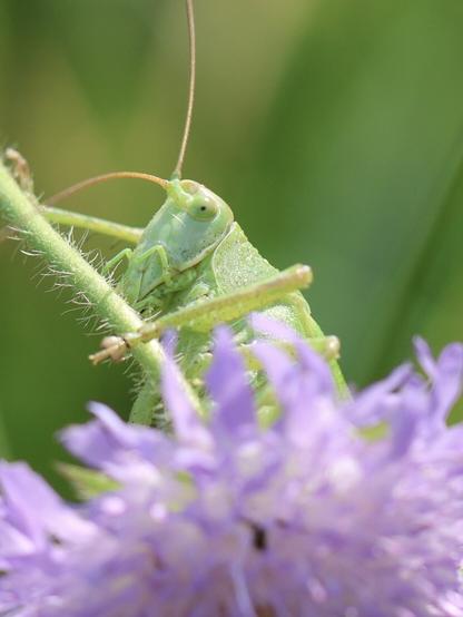Ein Insekt, dass aussieht wie ein sehr großer grüner Grashüpfer schaut hinter einer rosa Blüte hervor. Es sitzt an einem grünen Halm.