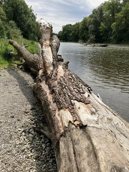 Angeschwemmter Baum, der am Rand der Isar liegt