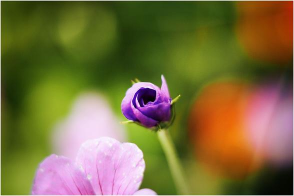 Au centre de l'image, une fleur violette, pas encore complètement ouverte. Le reste de l'image est coloré et flou, ce qui met en avant la fleur violette.
