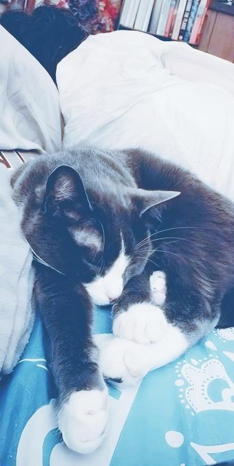 My gray tuxedo cat is sleeping with his back against my Mom's back - she is fast asleep too.