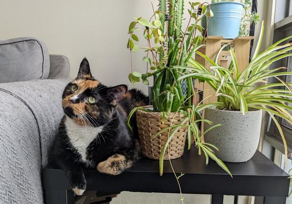 calico cat hanging out on  a table with plants , looking up-left, there's the handle of a couch on the left and the background wall is white