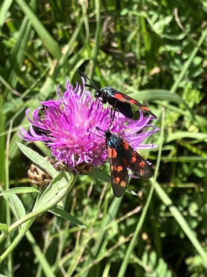 Das Foto zeigt zwei Sechsfleck-Widderchen, das sind Schmetterlinge aus der Familie der Widderchen. Sie haben schwarze Flügel mit roten Punkten. Sie sitzen auf einer rot-violetten Blüte einer Wiesen Flockenblume
