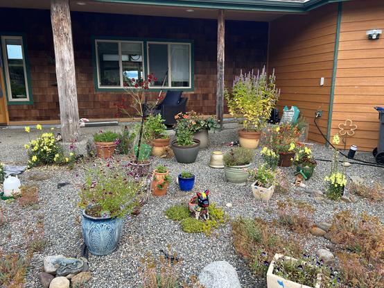 My very disorganized front porch garden. It’s an east facing pebbled area, dotted with a chaos of various pots. There’s a lot of cheerful yellow, a few spots of bright purple and deep orange. A tiny Mexican pottery donkey planter stands happily in a small patch of ground cover succulents.