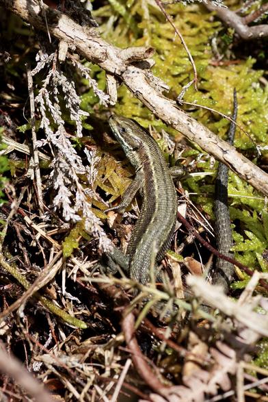 Common lizard recharging in the sun