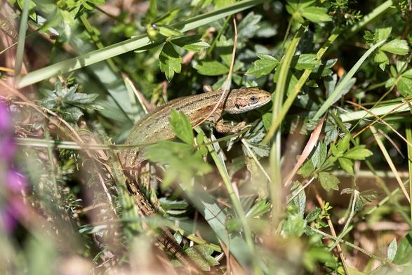 Common lizard recharging in the sun