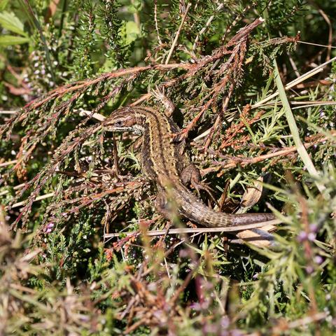 Common lizard recharging in the sun