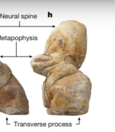 Photo of a vertebra from Perecetus colossus. It doesn't look like a vertebra. It's so thick, it looks like a terracotta figurine (about the right color too). Could kind of be a person viewed from the side, if you squint & scroll past it really fast