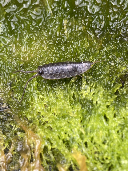 Close up of Sea Slater on green seaweed