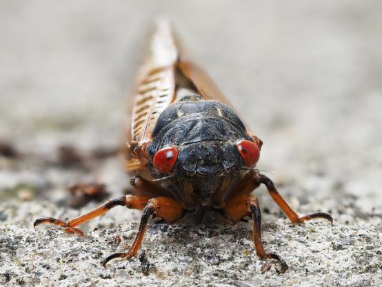 Macro photo of a cicada with red eyes, black body and golden wings.