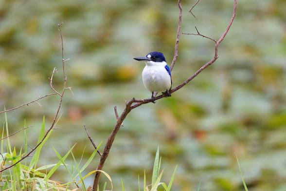 A Forest Kingfisher, on a tiny island in the lake. It has a brilliantly white chest and belly, and white spots in front of the eye. The head, back and wings are a rich blue in colour.