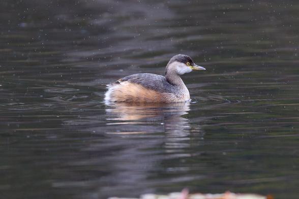 A female Australasian Grebe swimming on the lake. She is darker brown on top, with tan sides and white cheeks and front of neck. She has yellow eyes.