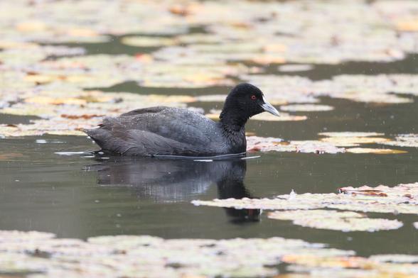 A Eurasian Coot swimming amongst the Lilly pads. This predominantly charcoal coloured bird has a whitish beak and a white patch of feathers just above the beak. It also has red eyes.