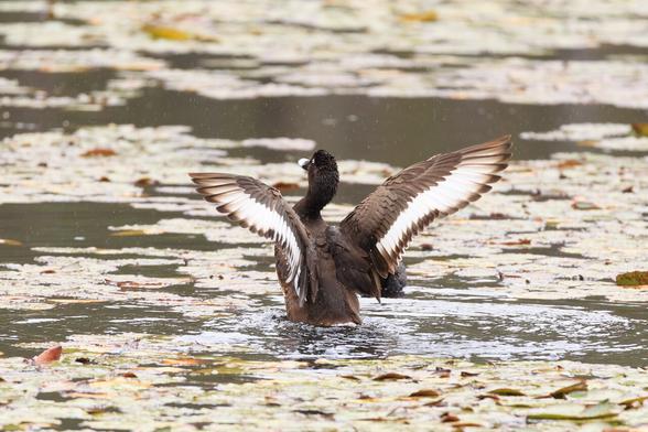 A male Hardhead (a kind of duck), almost standing in the water as it flaps its wings to dry them out. This is a dark brown duck like bird with a white bill and white eyes, and the flight feathers are whitish with brown tips. The leading edge of the wings about half way in are brown.