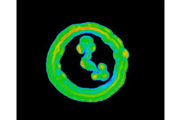 Bioluminiscent Bacillus subtilis grown in a shape of a clock