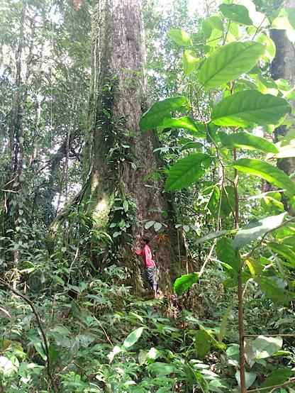 Buttressed stem base of a large Lecythis pisonii tree in a tropical rainforest. A boy in a red shirt is standing next to the tree, examining the epiphyte-covered bark