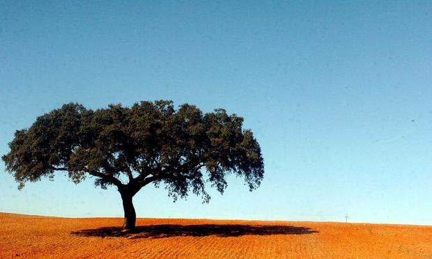 Photo of a cork oak tree in a dry Alentejo field, by António Carrapato