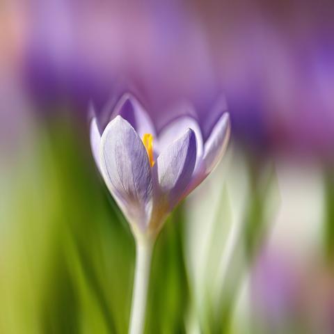 close up of the light purple blossom of a crocus with yellow stamens, the background blurred due to shallow dof, shades of green in the lower half, shades of purple in the upper half