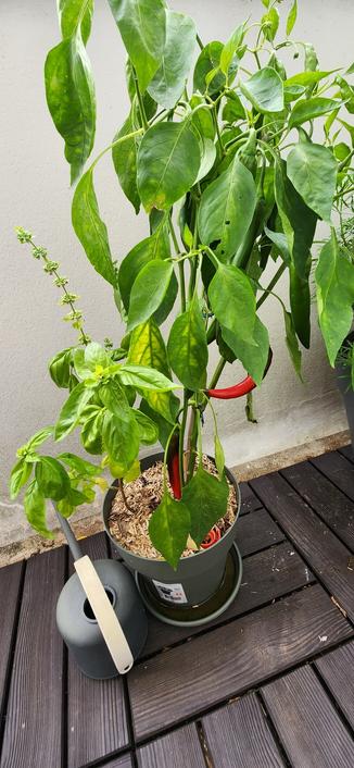 Plant de piment en pot avec deux fruits presque entièrement rouges.